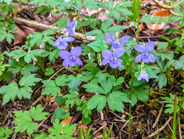 A gaggle of Violets on the forest floor