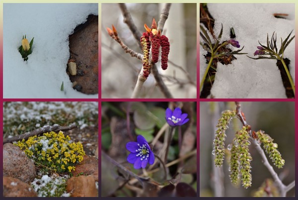 Photo collage in 6 panels 3 across top, 3 bottom framed in dark magenta purple in centre, blue-grey bottom, pale grey top.
Top left closed yellow Crocus sticking out of snow with a bare rock to one side. Centre : dangling cluster of balsam poplar catkins, those not fully open are a deep crimson! two branches crossed in the background make  an X. Right Cardamine stems with partly unfurled palmate leave and purple flower buds above snow I just pulled them out of. Bottom patch of low yellow flowered plant among  rocks with bits of clinging snow , also on the grass behind. Centre Deep violet flowers- should be much more intense, camera doesn't understand them! Right: Aspen catkins still with a bit of fuzz, but looking plump and green as they develop seed, grey trunks and sky in the background.
