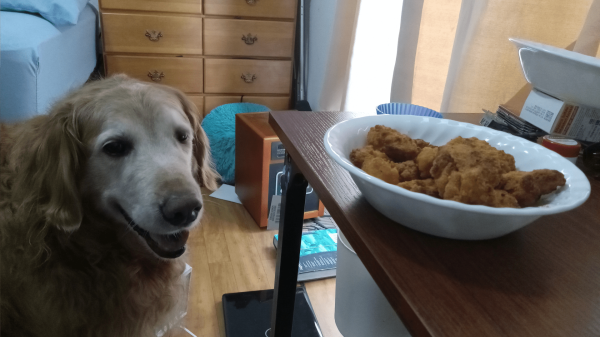 dog waiting patiently for a bowl of chicken nuggets on a table next to him