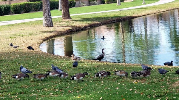A group of wigeon ducks in the grass next to a pond. Here and there, pigeons can also be seen.