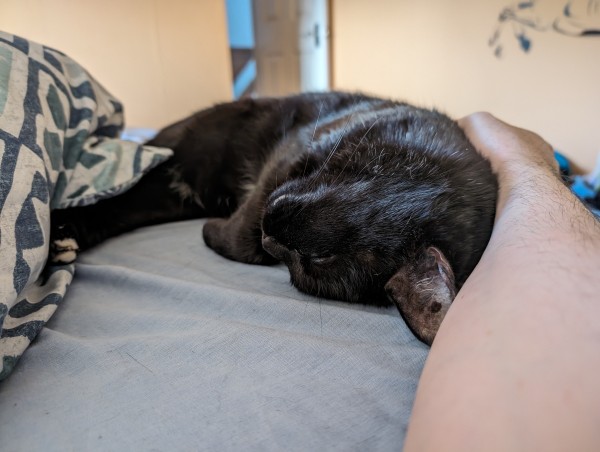 Black kitty snoozing belly up against my arm on the bed
