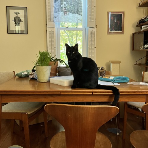 A black cat sits on a wooden table looking at us with his beautiful eyes.  On the wall behind the table are a Charles Harper print (autographed to me!), a Chai painting by Bruce David, and in front of the window is a photograph by Carla Kimble of me and my dance teacher, printed on strips of material that blow in the wind. next to the cat is a pot of wheatgrass and various other items that should someday be put somewhere.