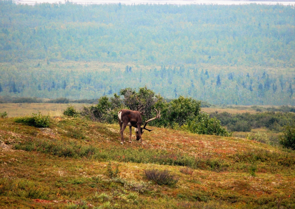 Photo of a caribou in Denali National Park with autumn colors in the tundra, between Eielson Visitor Center and Wonder Lake, August 15, 2013. 