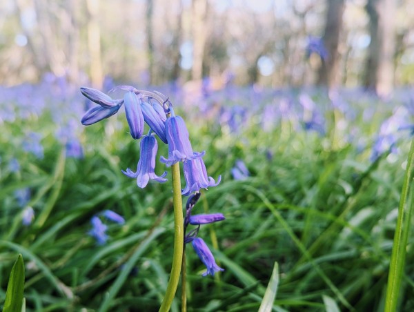 A close up of a bluebell flower. The background is blurred but hints at many more bluebells in the woods.