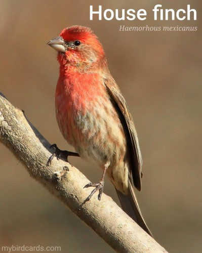 House finch (Haemorhous mexicanus). Adult male. Conservation status: Least Concern. CC: YKMI 📷: Photo by IndigoBunting via Pixabay 2023

The photo shows a vibrantly coloured songbird with a red head, throat, and breast contrasting with a brown cap and streaked flanks.