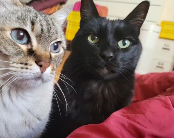 Zwei Katzen dicht an der Kamera, links eine cremeweißgraugetigerte mit blauen Augen, rechts eine schwarze mit blassgelbgrünen Augen. Ihre Blicke sind abwartend-erwartungsvoll. Im Bildhintergrund unscharf ein weißer Schrank, mit Kisten in weiß und gelb. Rechts unten ein Teil einer weinroten Decke.