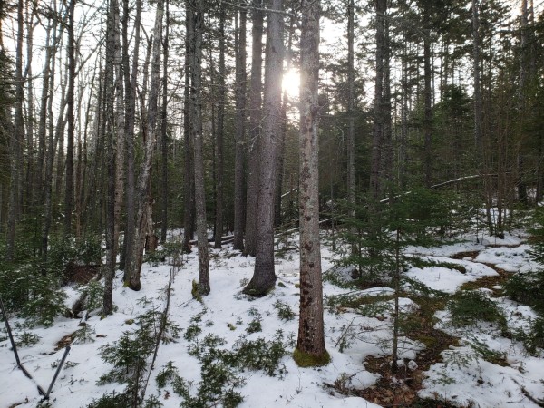 View of pine and spruce wood of 75 foot trees anchored in a snow covered mix of moss, granite waste and new growth with pale sun rising through the tops of the towering trees