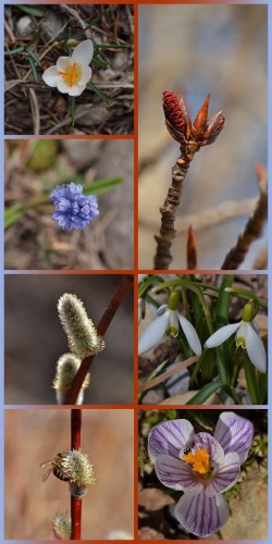 photo collage in 7 panels in two vertical rows side by side, 6 square, one tall rectangular top right.
Left side top to bottom: tiny white Crocus-loosely cup shaped flower with bright yellow and orange sexy bits. Small tight flower stalk of light blue Grape Hyacinth, only a few on the bottom open; 2 views of pussywillows, male flower extending from the 'fur' showing tiny yellow pollen clusters, bottom one has a honeybee busily collecting pollen.
top right several upright poplar twigs, one topped with half open catkins, one open enoguh to show the lipstick red outer surfaces of the flower buds; Two among a patch of snowdrops, droopy white outer  sepals  framing the small bell formed by the inner white petals marked with green near the edges. A more open Crocus flower, seen from above, petals whitish with generous complex veining in purple, and bright orange sex parts in middle. ATiny shiny irridescent black bee is perched at the top, and another can be seen, blurred down inside the flower.