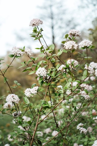 Photo of a blooming white lilac, with a blurry bokeh in the background