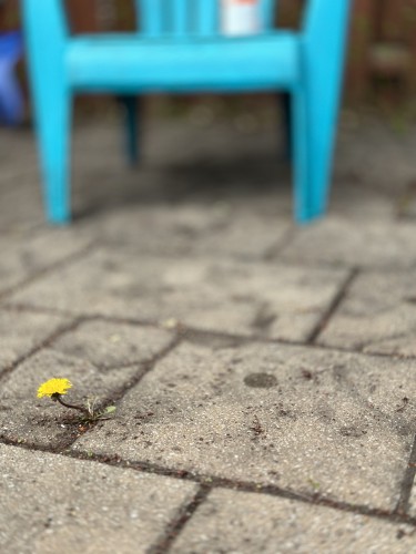 A single yellow dandelion growing between paving stones with a blurred blue chair in the background.