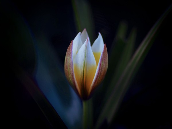 Close-up of a wild tulip bud against a dark background.