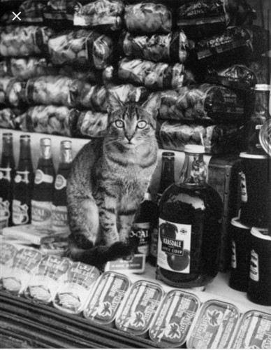 Tabby cat sat amongst items in a shop