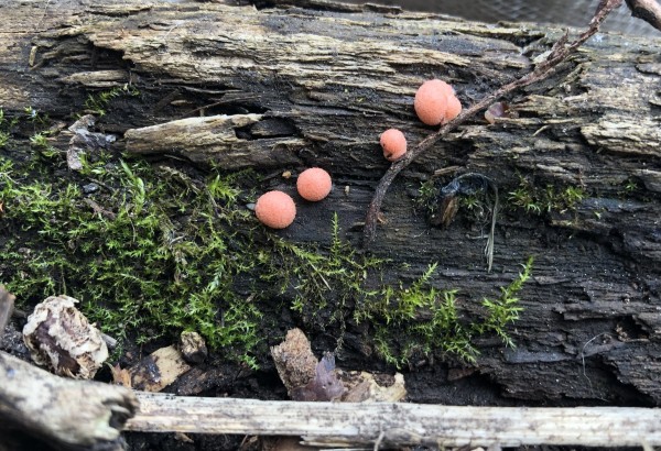Close cropped photo of four spheres of an orange fungus on a piece of wood. There is also moss growing on the wood.  Smaller stick is lying across the bottom of the photo. 