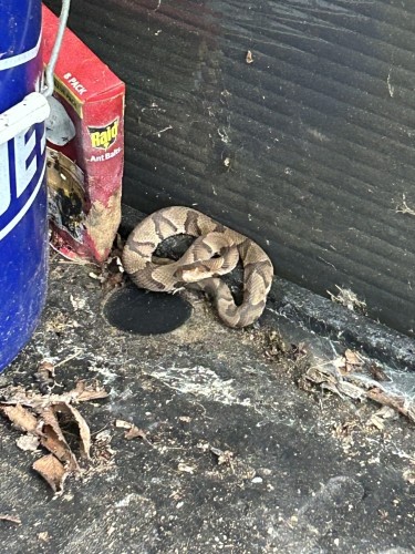 A copperhead snake preparing to strike.
