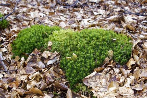 Clumps of moss with sprophytes. There are two types of moss. They are surrounded by brown leaves.
