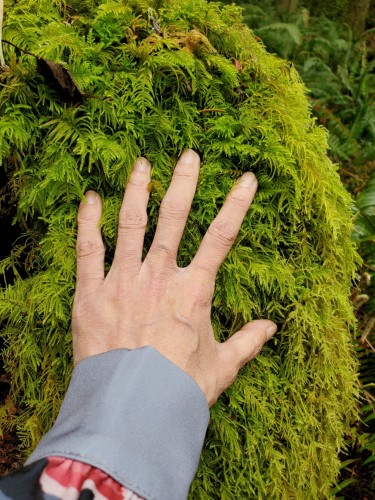 Touching mosses with my left hand