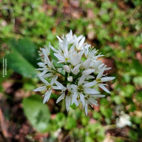 White blossoms of wild garlic with a tiny red and black beetle.