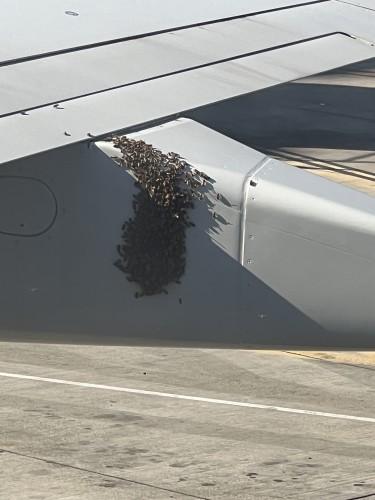 A swarm of bees are amassed on the wing of a commercial aircraft ready to taxi.