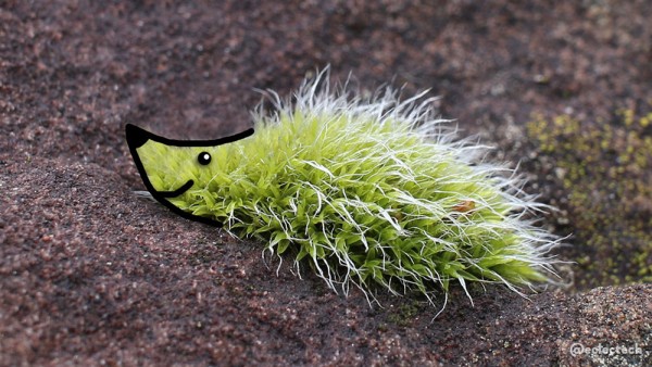 A clump of bright green spiky moss on a red stone. A hedgehog style smiley snout has been drawn on the left hand side.