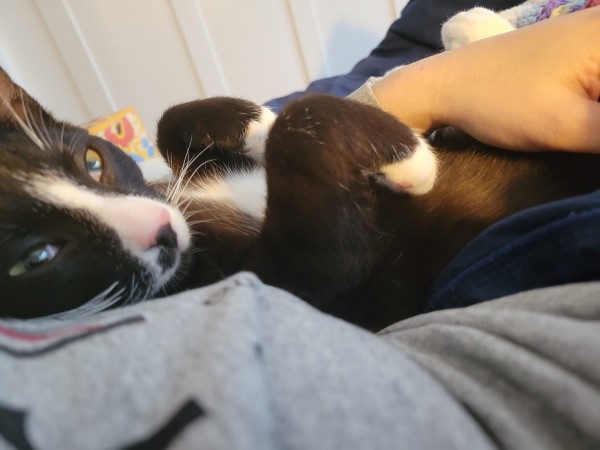 Photograph of a tuxedo cat with white paws curled up against his chest, lying on his back curled up against a person, with her hand visible to the right of the frame. He has green eyes and white whiskers and looks like there is a Siamese cat somewhere in his DNA. 