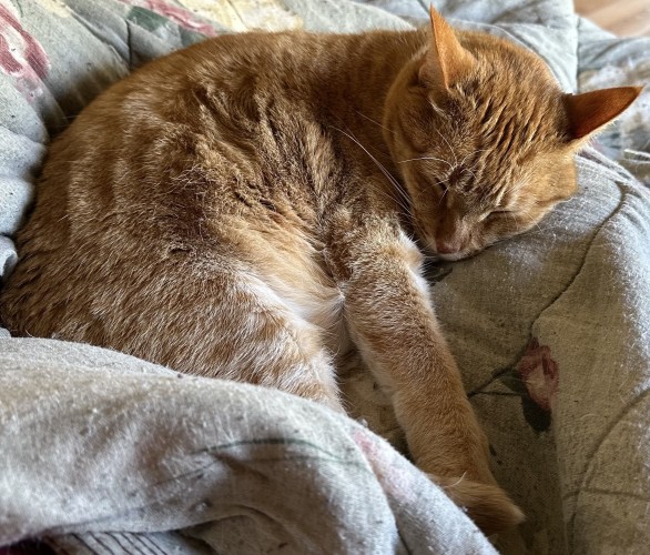 Ginger colored cat curled up and sleeping on a floral blanket on my lap. 
