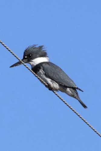 A blue and white kingfisher on an overhead wire stretched over the river.