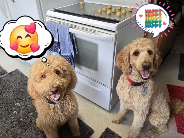 Two happy smiling golden doodles sit on either side of an oven with two cookie sheets on top being filled with dog carob chip cookies being prepared for the oven.