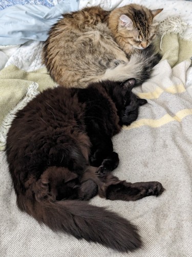 Two Siberian cats are asleep on a bed. The top third of the frame is a male ginger tabby all curled up. The lower two thirds of the frame contains a larger female cat laying on her side with her paws stretched out.