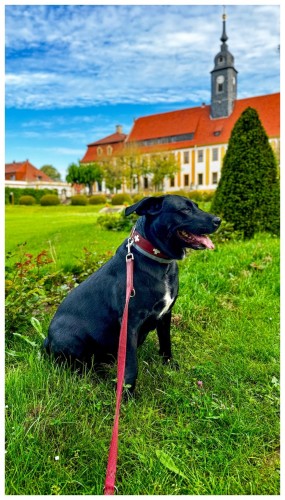 Black dog on a red leash sitting on green grass with a historic building and blue sky in the background.
Schlosspark Seußlitz