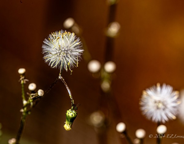 A Dandelion in focus and a few others blurred on the background 