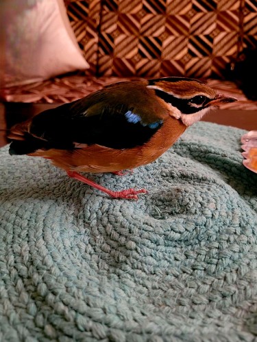 This little angel crash landed one morning in my apartment which is quite common with Indian Pitta birds. The Indian pitta is a small passerine bird and migrates to southern India from the Central and Himalayan regions covering thousands of kilometres. She recovered in a week's time and then she was on her way.