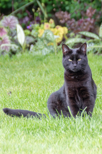 A black cat with yellow eyes is sitting on the lawn, looking at the camera.  Behind him (out of focus) are various foliage plants, including heuchera, brunnera and pulmonaria.
