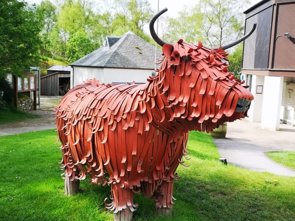 A metal statue of a Highland Coo standing on a grassy bank. The coo is reddish in colour and is made to look hairy but being built from strips of metal. Each clump of hair in curled at the end.