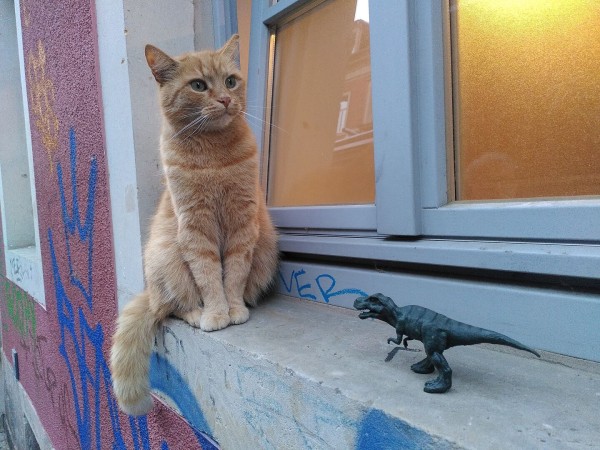 rote Katze sitzt auf Fensterbrett, vor ihr eine kleinere Dinosaurier-Figur