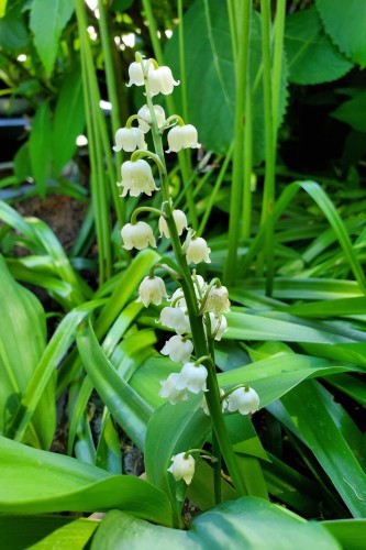 Lily of the valley - small white bell shaped flowers