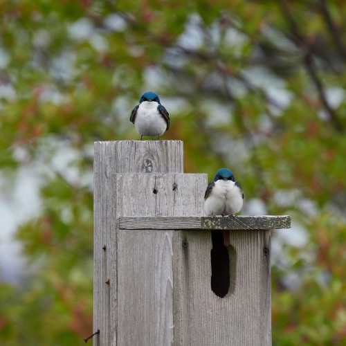 Two tree swallows keep a VERY close eye on the photographer while sitting on their nest box, slightly disapprovingly…