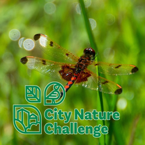 A photo of a dragonfly with "City Nature Challenge" text on top of it