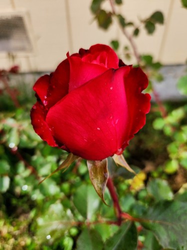 Classic red rose bud.