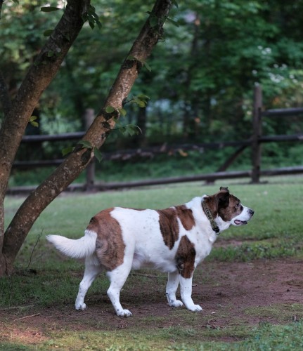 A white and brown dog's sideview standing on his yard, tree branches are on the left.