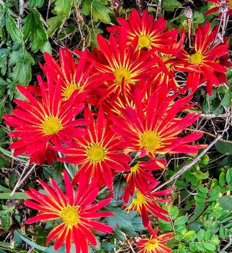 Close up of a cluster of bright wildflowers with numerous thin red petals surrounding a solid yellow center.
