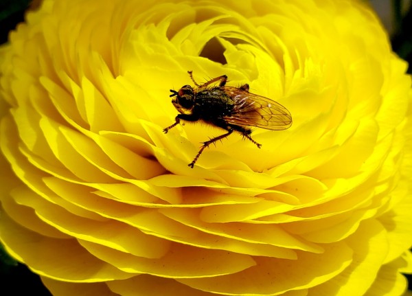 Unidentified insect of multiple ruffled yellow flower
