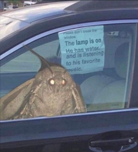 photoshopped image where a giant moth is looking out of a car window with a sign attached saying "please don't break the window. the lamp is on, he has water, and is listening to his favourite music".