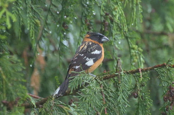 A bird with an orange/red breast, black wings flecked with white, and a large beak, perched in a rain-soaked cedar tree. 