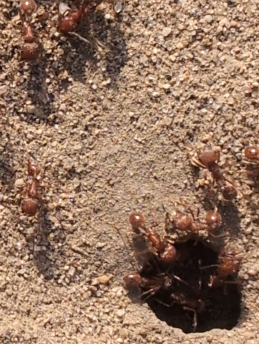 The opening of an ant nest. Lots of brown ants going in and out. Each is about 7mm long.