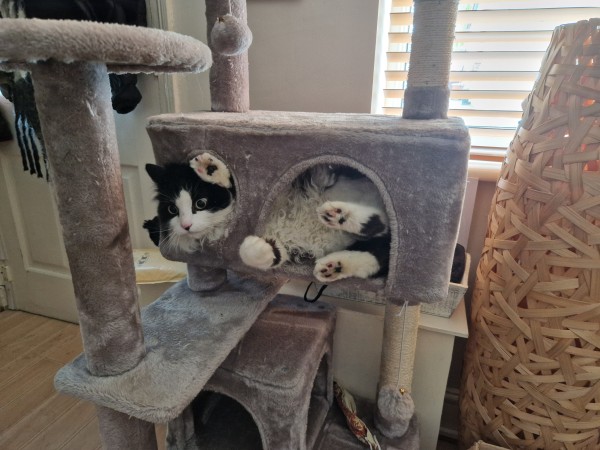 Eric, a fluffy black and white cat, in a cat condo on a cat tree. His head and a front paw are sticking out of the round window, his belly and other 3 paws are visible through the arched doorway.