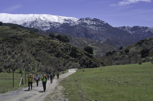 A group of hikers walks along a broad path. Lots of greenery to the right. At the back rise the snow covered Sierra Nevada mountains of Spain