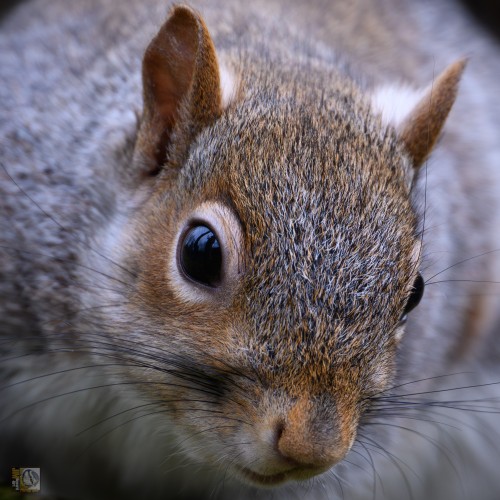 a close up photo of a grey squirrel