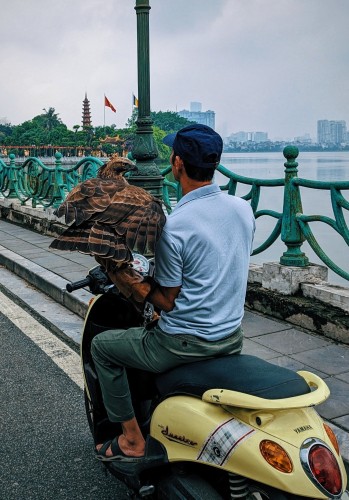 Snapshot of an eagle that is transported on a motorbike, that is, sitting on the left arm of the driver. The west lake of Hanoi and the city's most famous pagoda are in the background. A little bit of the skyline, too.