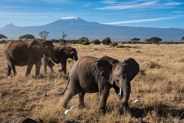 Photo of three elephants in the savannah of Amboseli Park in Kenya. A relatively young one with visible tusks is quite close to the camera and seems interested, ears spread. Two other elephants are a little further away. Around them, a few white little egrets are looking for food. In the distance, we can recognise the typical silhouette of Kilimanjaro, covered by its ice cap.