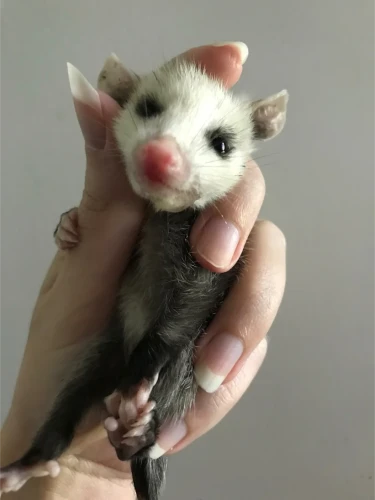 opossums Icon